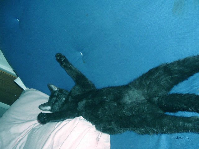картинка спящего котейко