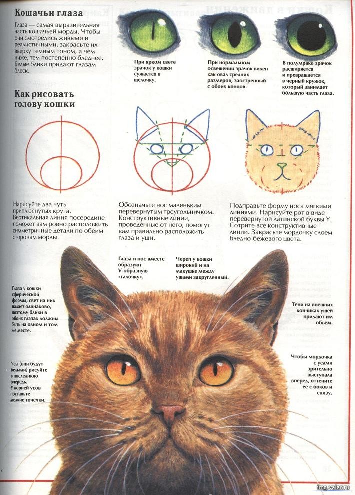 Руководство, как нарисовать кошку 1