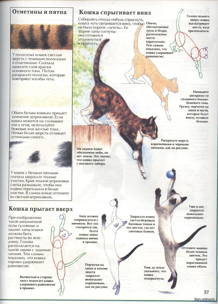 Руководство, как нарисовать кошку 3