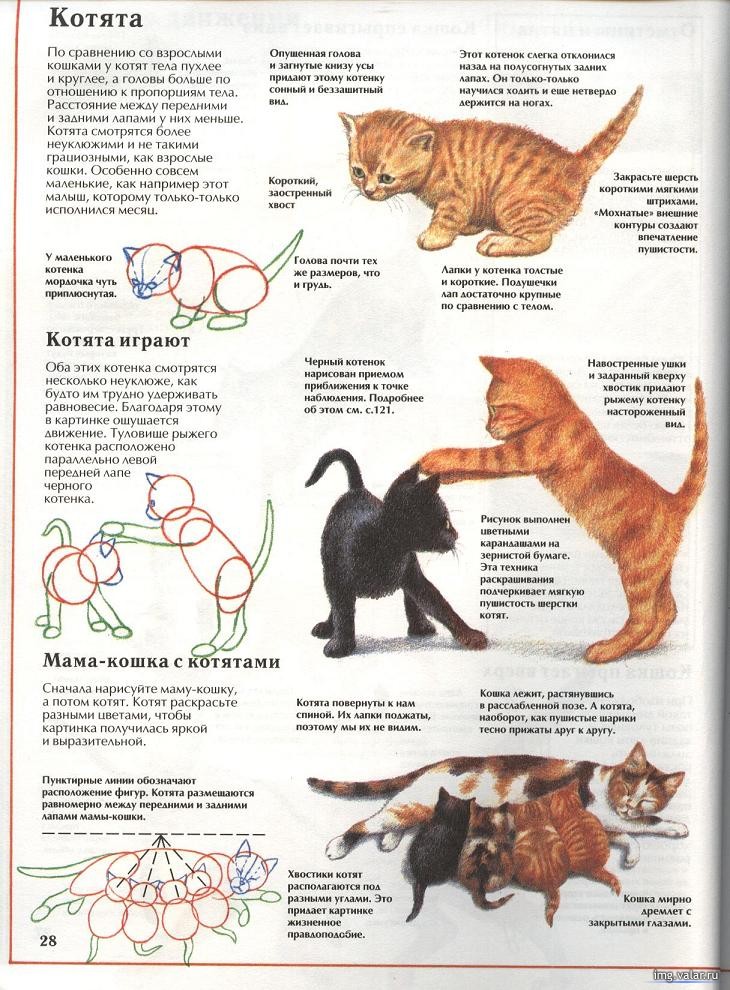 Руководство, как нарисовать кошку 5