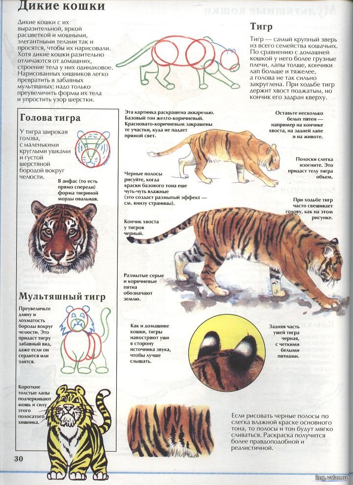 Руководство, как нарисовать кошку 6