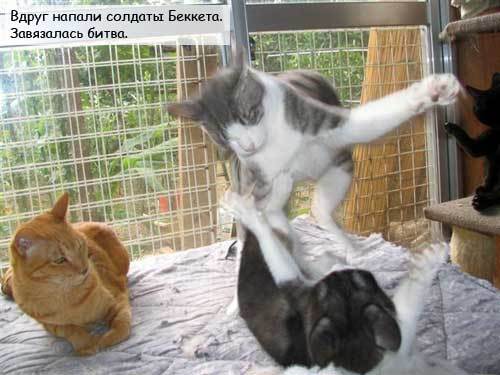 Картинки Котейки - Пираты Карибского моря 17