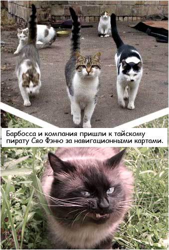 Картинки Котейки - Пираты Карибского моря 2