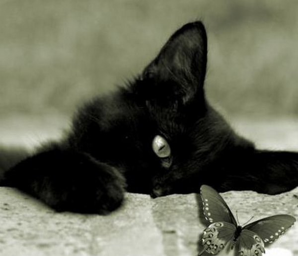 Картинки черные кошки и коты (35 фото)
