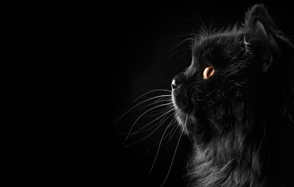 Картинки черные кошки и коты (35 фото)