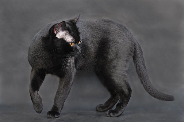 Картинки черные кошки и коты (35 фото)