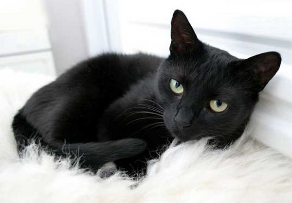 Картинки черные кошки и коты (35 фото)