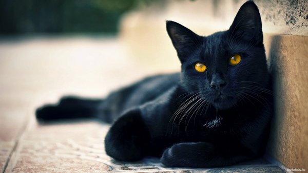 Картинки черные кошки и коты (35 фото)