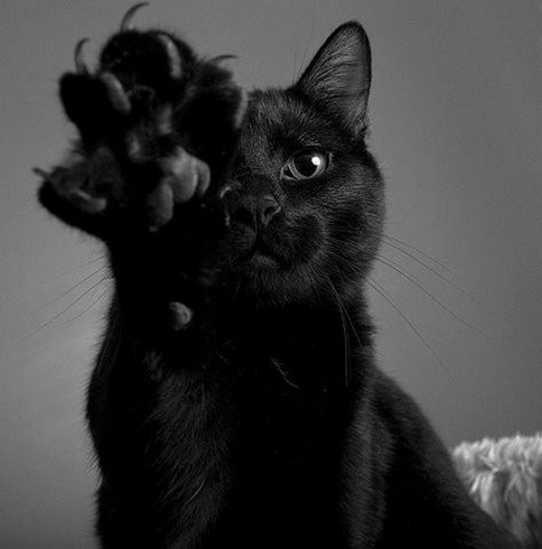 Картинки черные кошки и коты (35 фото)