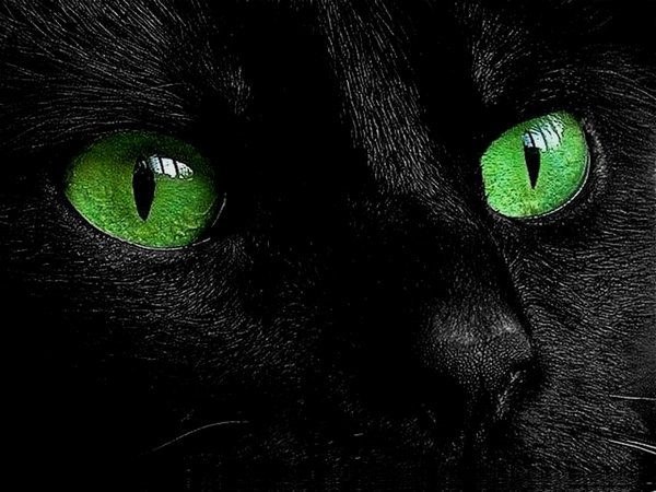 Картинки черные кошки и коты (35 фото)