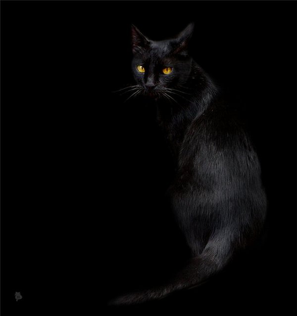 Картинки черные кошки и коты (35 фото)