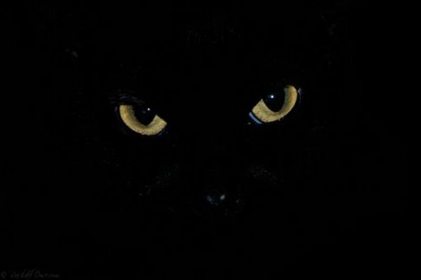 Картинки черные кошки и коты (35 фото)