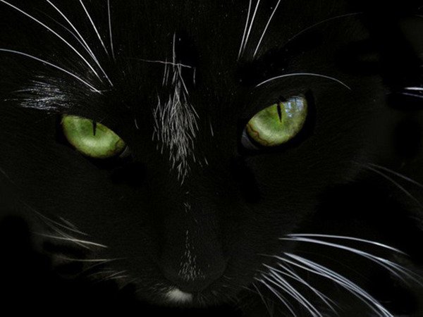 Картинки черные кошки и коты (35 фото)