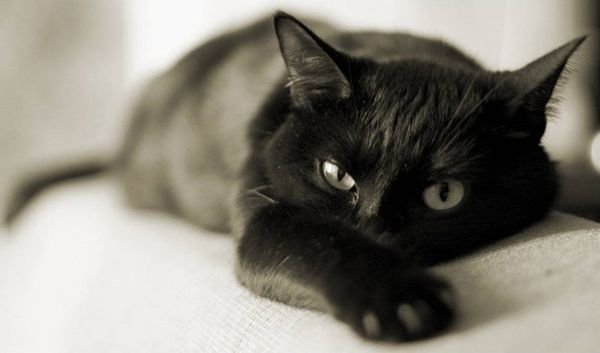 Картинки черные кошки и коты (35 фото)