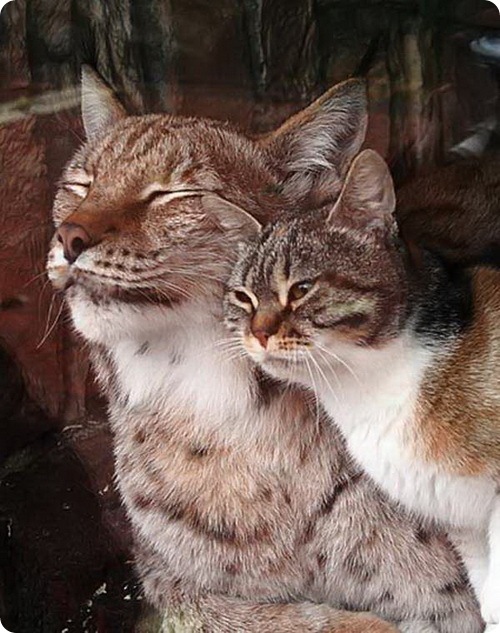 Рысь и кошка