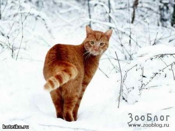 Картинки рыжие коты и кошки