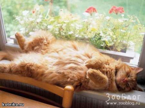 Картинки рыжие коты и кошки
