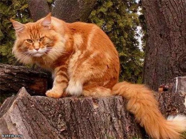 Картинки рыжие коты и кошки