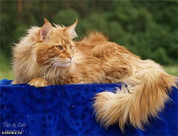 Картинки рыжие коты и кошки