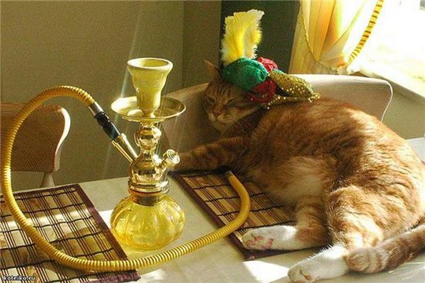 Картинки рыжие коты и кошки