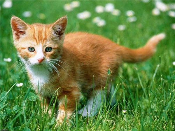 Картинки рыжие коты и кошки