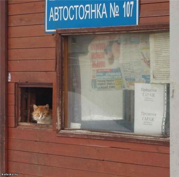 Картинки рыжие коты и кошки