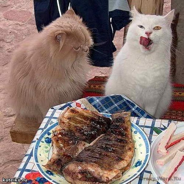 Картинки рыжие коты и кошки