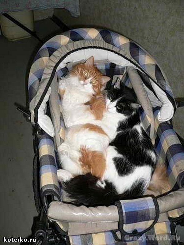 Картинки рыжие коты и кошки