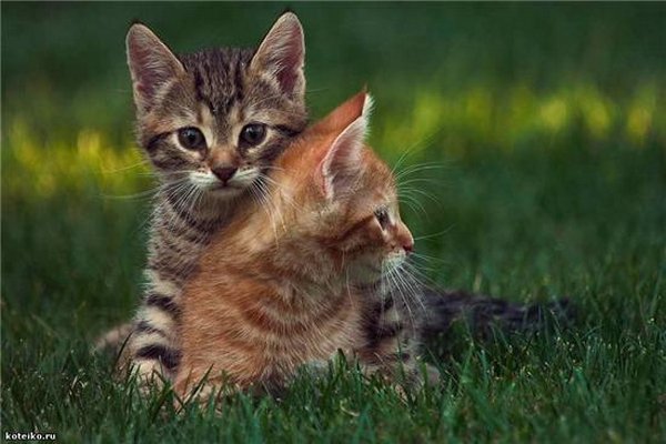 Картинки рыжие коты и кошки