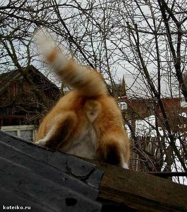 Картинки рыжие коты и кошки