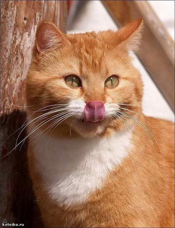 Картинки рыжие коты и кошки