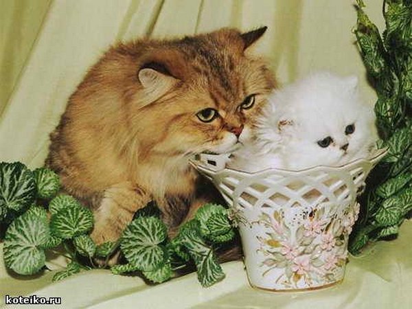 Картинки рыжие коты и кошки
