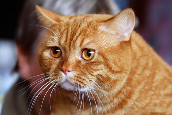 Картинки рыжие коты и кошки