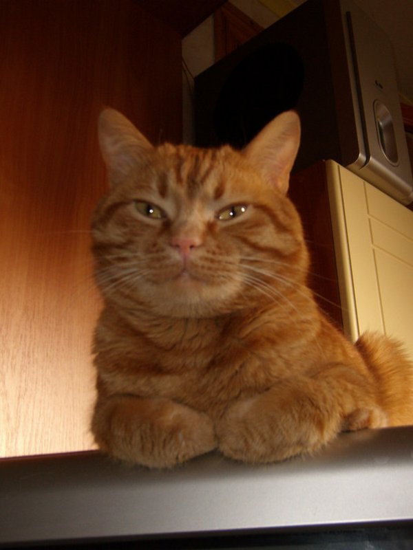 Картинки рыжие коты и кошки