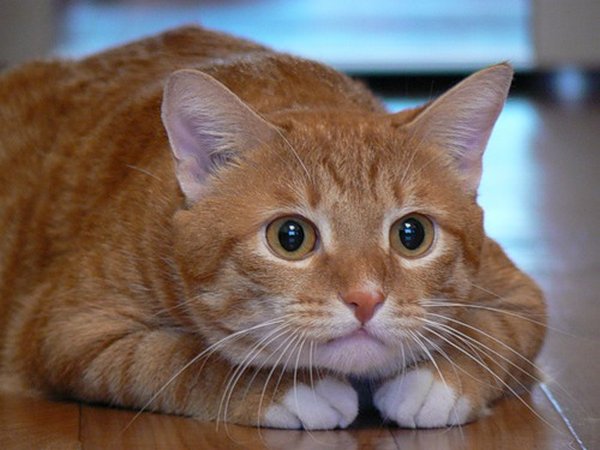 Картинки рыжие коты и кошки