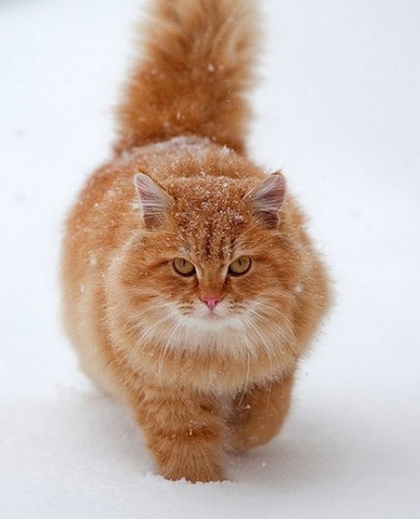 Картинки рыжие коты и кошки