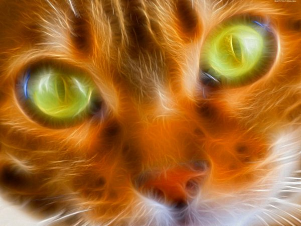 Картинки рыжие коты и кошки