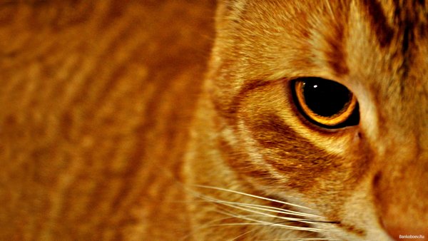 Картинки рыжие коты и кошки