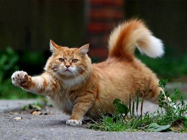 Картинки рыжие коты и кошки