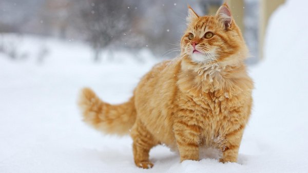 Картинки рыжие коты и кошки