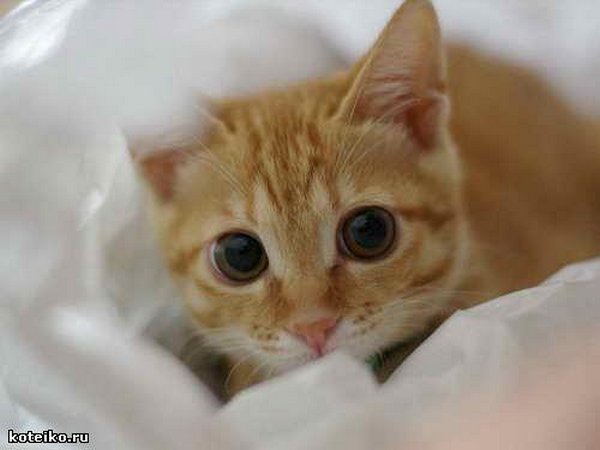 Картинки рыжие коты и кошки