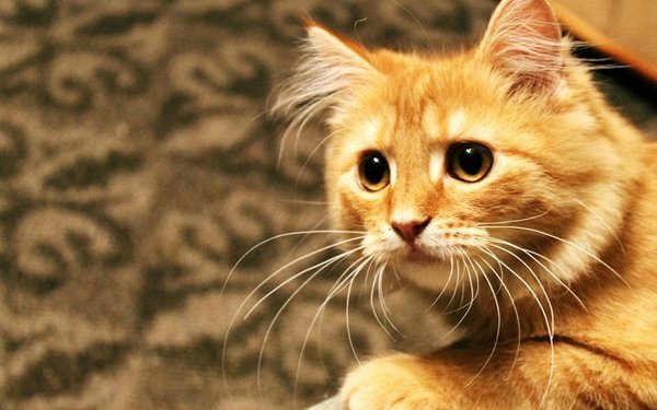 Картинки рыжие коты и кошки