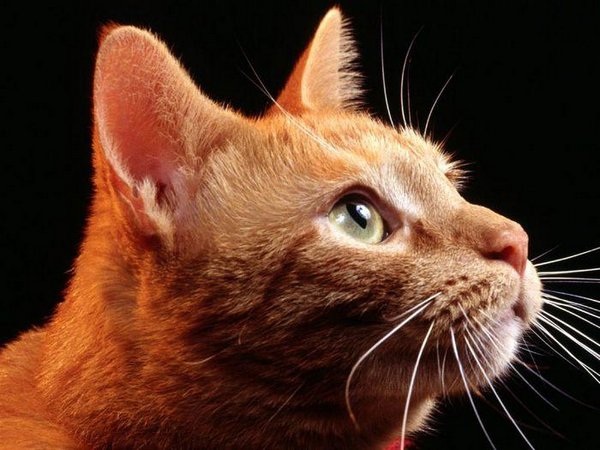 Картинки рыжие коты и кошки