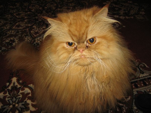 Картинки рыжие коты и кошки