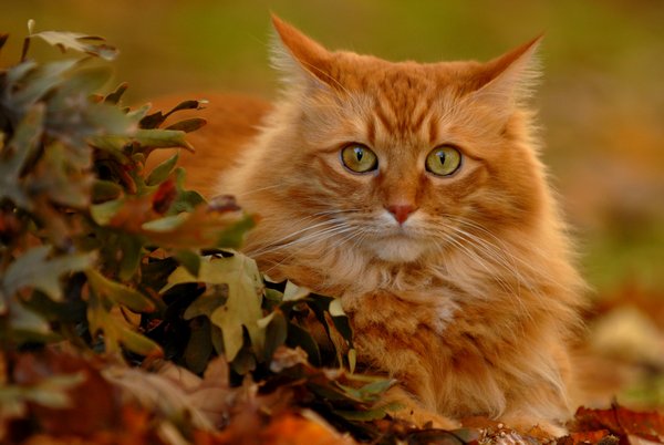 Картинки рыжие коты и кошки
