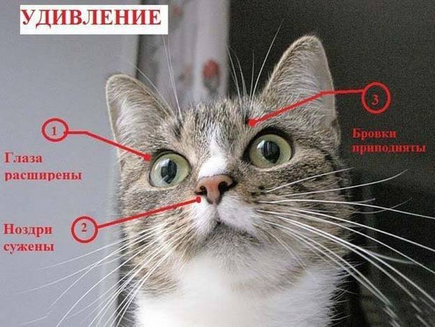 Картинка кошачьи эмоции - удивление