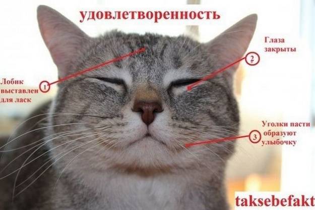 Картинка кошачьи эмоции - удовлетворенность