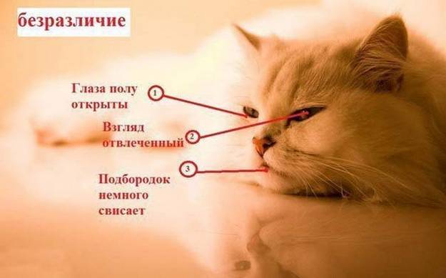Картинка кошачьи эмоции - безразличие