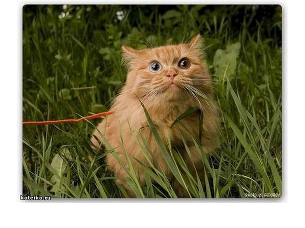 Картинки рыжие коты и кошки(65 фото)