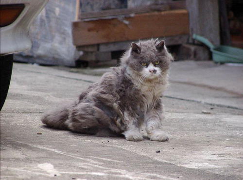 Печальная история про уродливого кота